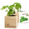 ecocube_basilikum_gruppe