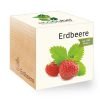 ecocube_de_erdbeere