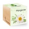 ecocube_de_margerite