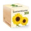 ecocube_de_sonnenblume