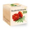 ecocube_de_studentenblume