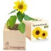 ecocube_sonnenblume_gruppe